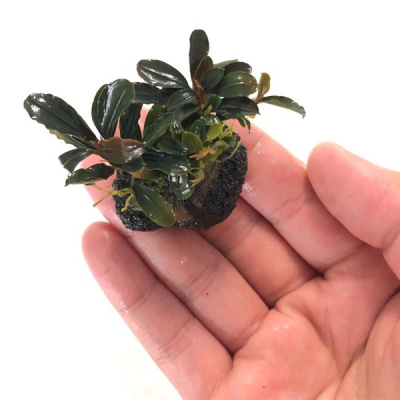 Буцефаландра Красная мини, в горшочке (Bucephalandra Red mini)